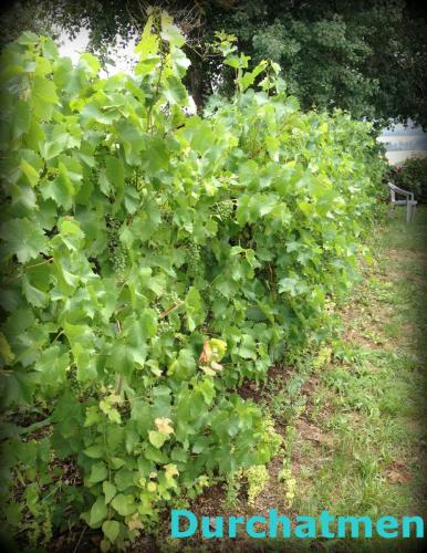 Wein wächst auch imFichtelgebirge